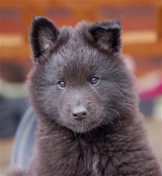 Ramses green