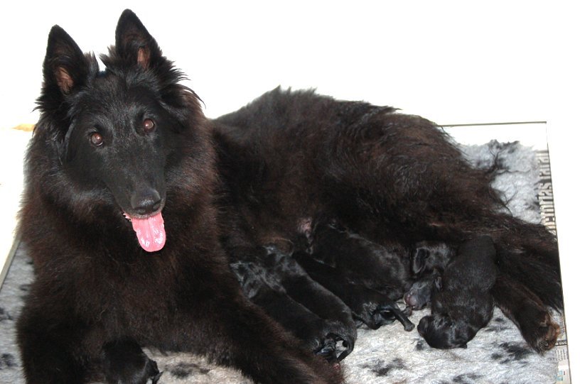 Mira and her puppies
