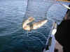 CLTW000014.JPG (52004 byte)