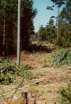 röjning