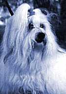 Tintin