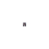 photo Paul Wesley