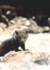 photo Youk the Bear