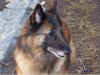 arwen05.jpg (212868 byte)