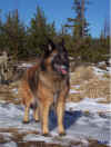 arwen08.jpg (178950 byte)