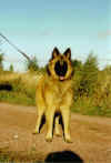 arwenung.JPG (246073 byte)
