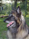 bul 001.jpg (174205 byte)