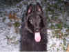 camigo,arwen 008.jpg (159073 byte)