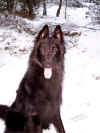 gator,camigo 004.jpg (183942 byte)