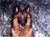 gator,camigo 005.jpg (202836 byte)