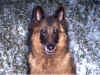 gator,camigo 006.jpg (153625 byte)