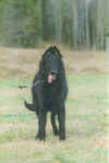 migo01.JPG (46722 byte)