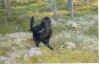 migo4.JPG (80690 byte)