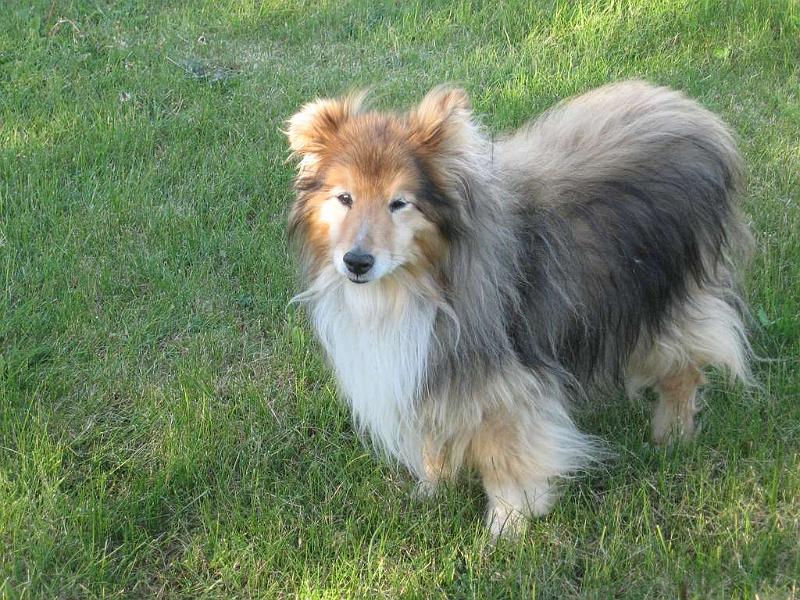 Charlie.JPG - Charlie, vår äldsta hund.