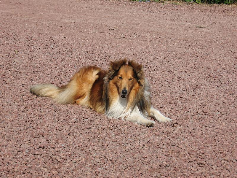 Zeke.JPG - Zeke ligger på gruset.