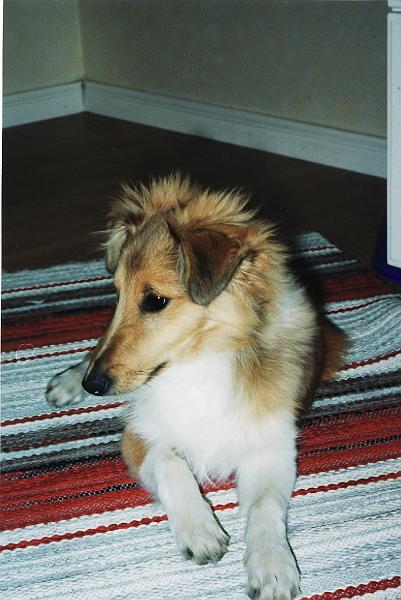Zeke_2.jpg - En bild på Zeke när han var yngre.
